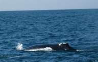 While sailing on Cassiopeia we spotted this whale in Careyes