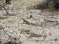 Desert lizard