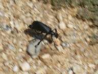 Black desert beetle