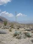 Agave plant