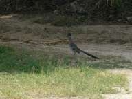 Road runner