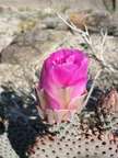 Flowering cactus