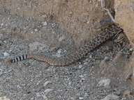 Rattlesnake warning