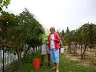 Harvesting grapes