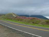 The rain brings out the vibrant colors of the vegitation along route 1